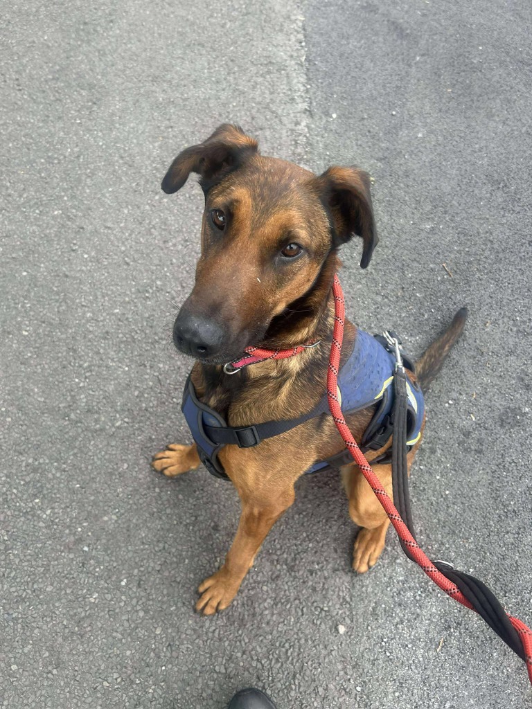 Carrie 🩷
4.5 years old
Large size
Cheshire

Carrie is a sweet girl with a gentle nature. She can be shy but warms up with treats and love ❤️

She can live with dogs after successful meets at the kennels and can live with dog savvy kids 15+

Apply: pawprints2freedom.co.uk/apply