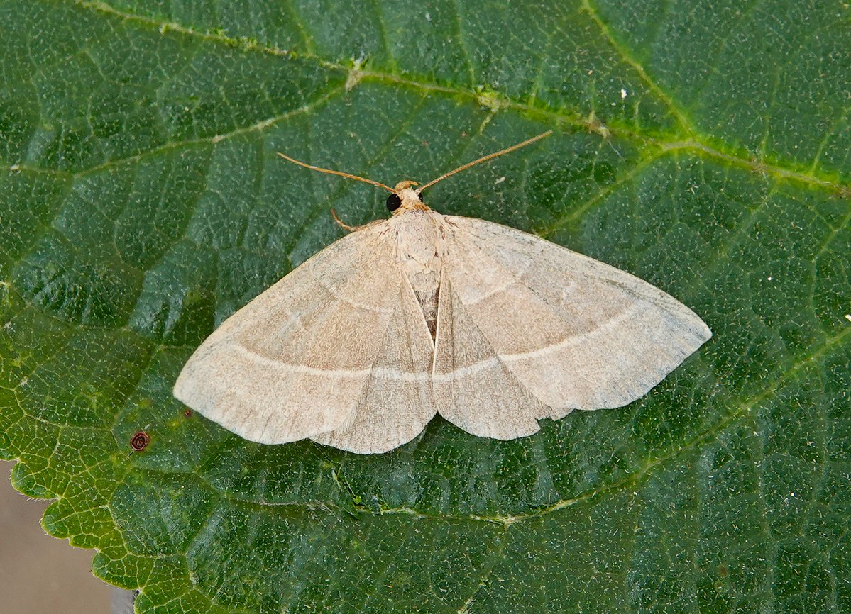 dartfordtrapper's tweet image. Headed across the border into VC15 last night for some woodland trapping. Despite the cooler than forecast conditions some nice moths seen including 20+ 4-spotted footman, Clouded Magpie, Olive Crescent, Splendid Brocade and Barred Rivulet.