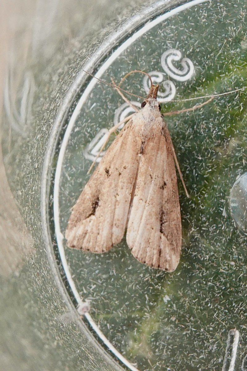 dartfordtrapper's tweet image. Headed across the border into VC15 last night for some woodland trapping. Despite the cooler than forecast conditions some nice moths seen including 20+ 4-spotted footman, Clouded Magpie, Olive Crescent, Splendid Brocade and Barred Rivulet.