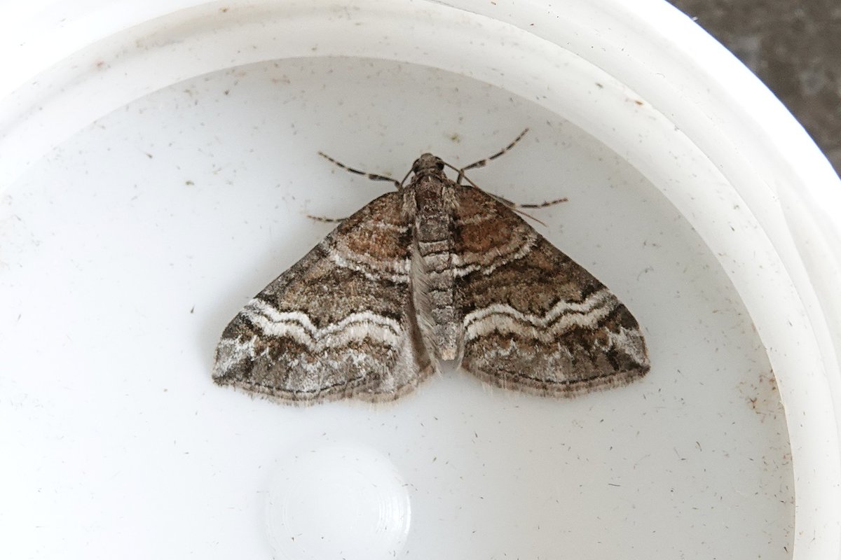 dartfordtrapper's tweet image. Headed across the border into VC15 last night for some woodland trapping. Despite the cooler than forecast conditions some nice moths seen including 20+ 4-spotted footman, Clouded Magpie, Olive Crescent, Splendid Brocade and Barred Rivulet.