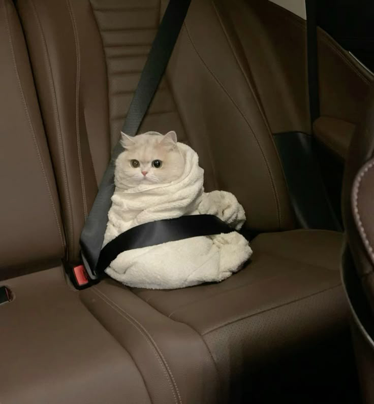 GENTLECAT (@gentleeeeeeecat) on Twitter photo 