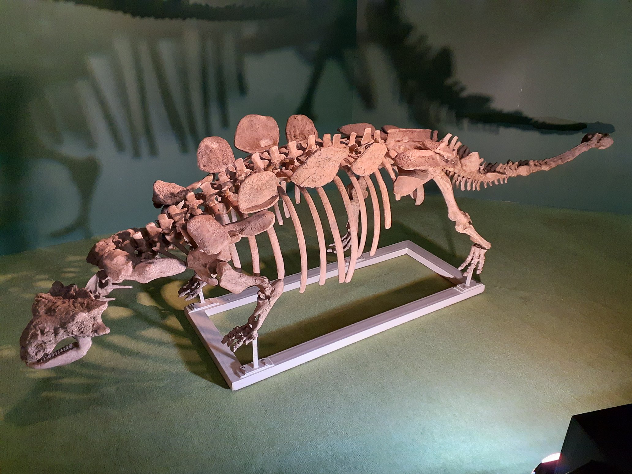 大希少☆ サルコスクス・インペラトルの装甲骨鱗　白亜紀化石 大希少☆ サルコスクス・インペラトルの装甲骨鱗 白亜紀化石