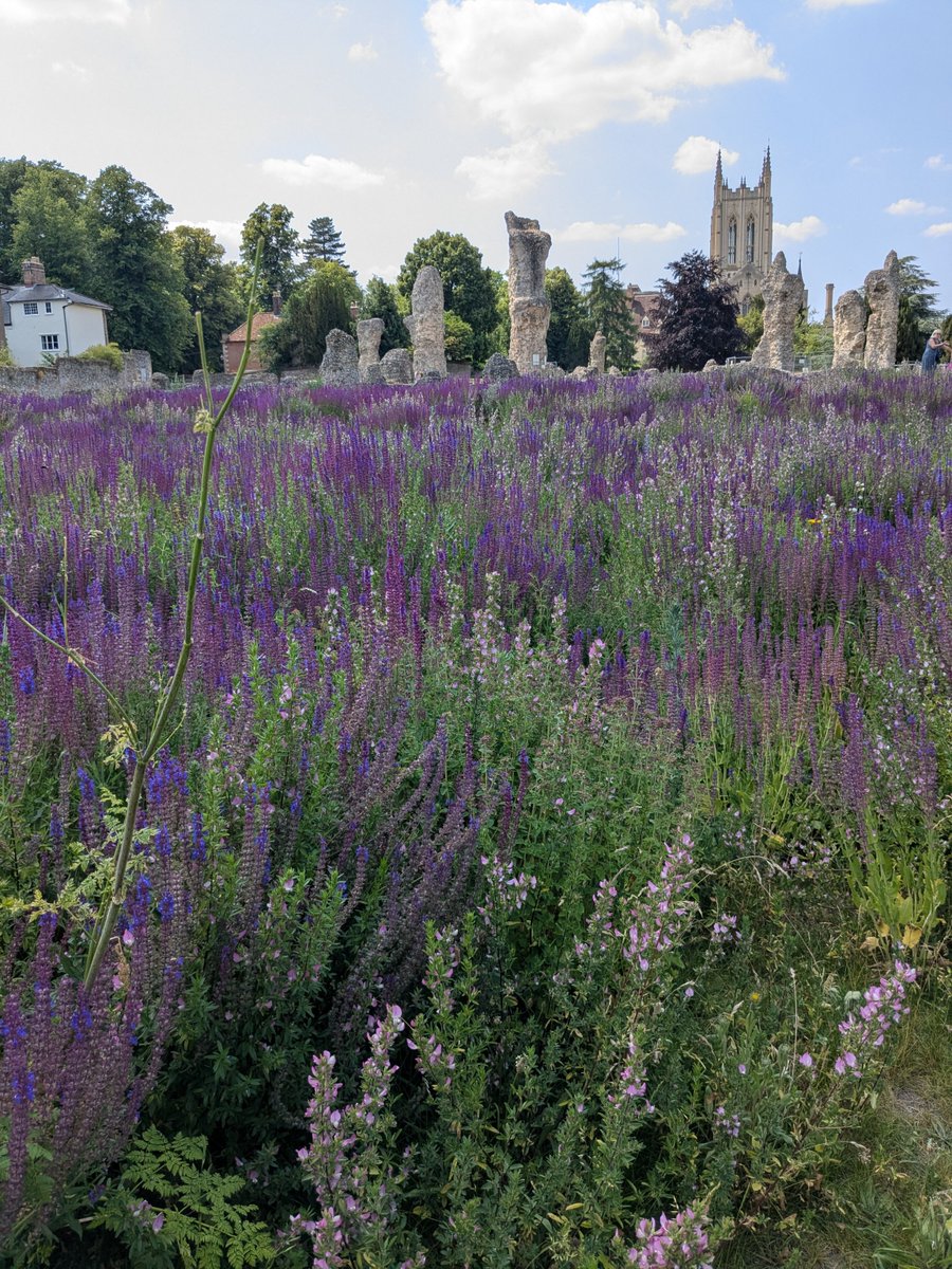 stedscath's tweet image. Labyrinths are a spiritual exercise encouraging reflection and contemplation. The wildflower labyrinth in the Abbey Gardens is behind the ruins of the crypt. Come along Sunday afternoon, July 20 or August 17, 2.00 pm - 5.00 pm for a blessing on a mini-pilgrimage.