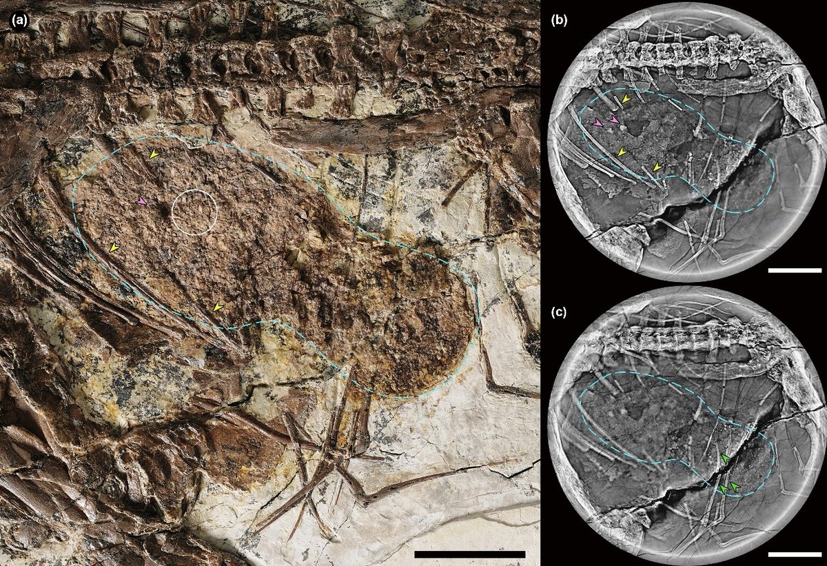New paper out on the diet of #Sinopterus, based on fossilised gut content, showing it was a #herbivore. 

Frugivory &amp; herbivory in #tapejarids is not a new idea, its been hypothesised for a while, but its good to get confirmation.

sciencedirect.com/science/articl…