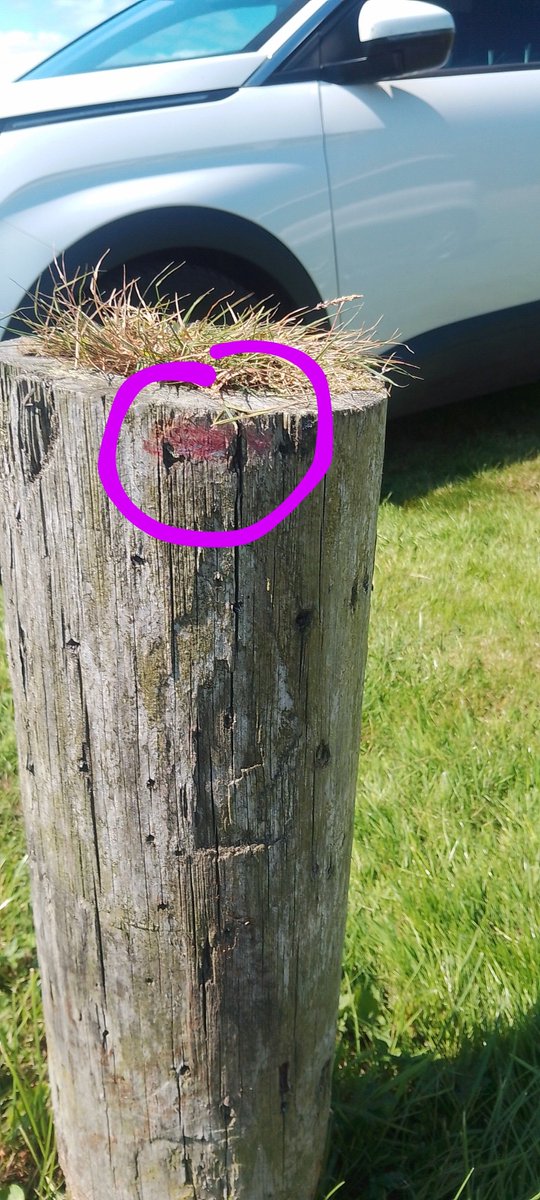 Mersea2Jersey Have left their mark in Orkney. At athletics Rob said "we can park there". Unfortunately didn't see the post in front of us and Pete brushed the post. Part of our red car will be forever in Orkney! The post has received counselling.