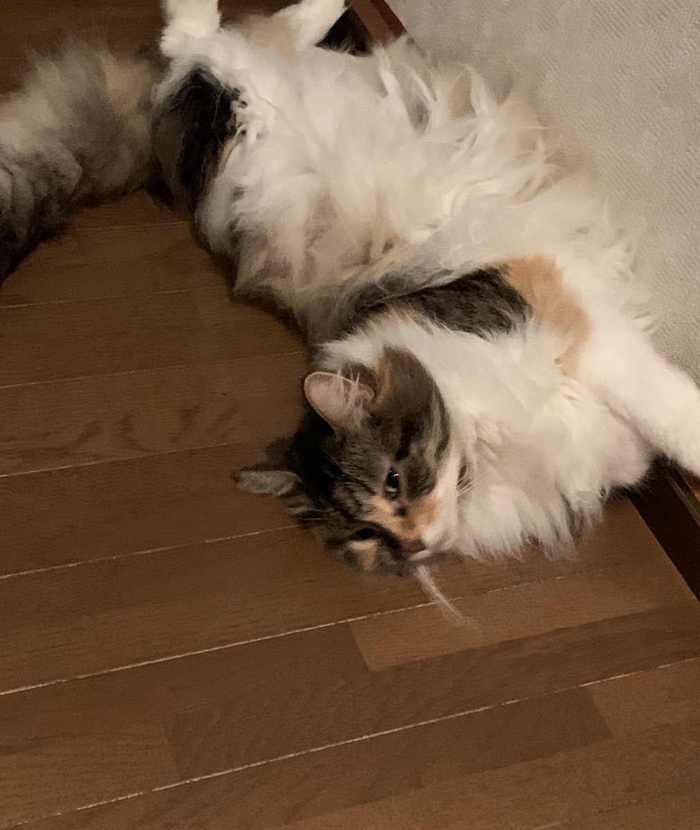 ZUm4bjmav7fjdCF's tweet image. 今週もお疲れ様にゃん😸
ゆっくり休んでくださいね
おやすみニャさい꒰ᐡ- ‧̫ -ᐡ꒱💤
#ノルウェージャン
#猫好きさんと繋がりたい