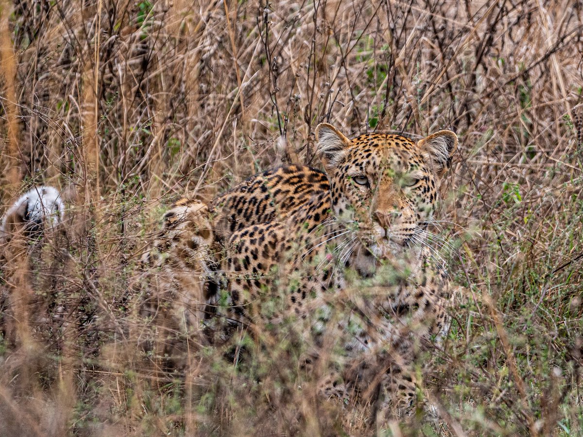 AfricanParks's tweet image. Spotted in Akagera.
The elusiveness of leopards is something of a cliché – and also a serious challenge to wildlife researchers. A recent survey in Rwanda’s Akagera National Park identified 59 individual adult leopards,with roughly equal numbers of males and females suggesting a…
