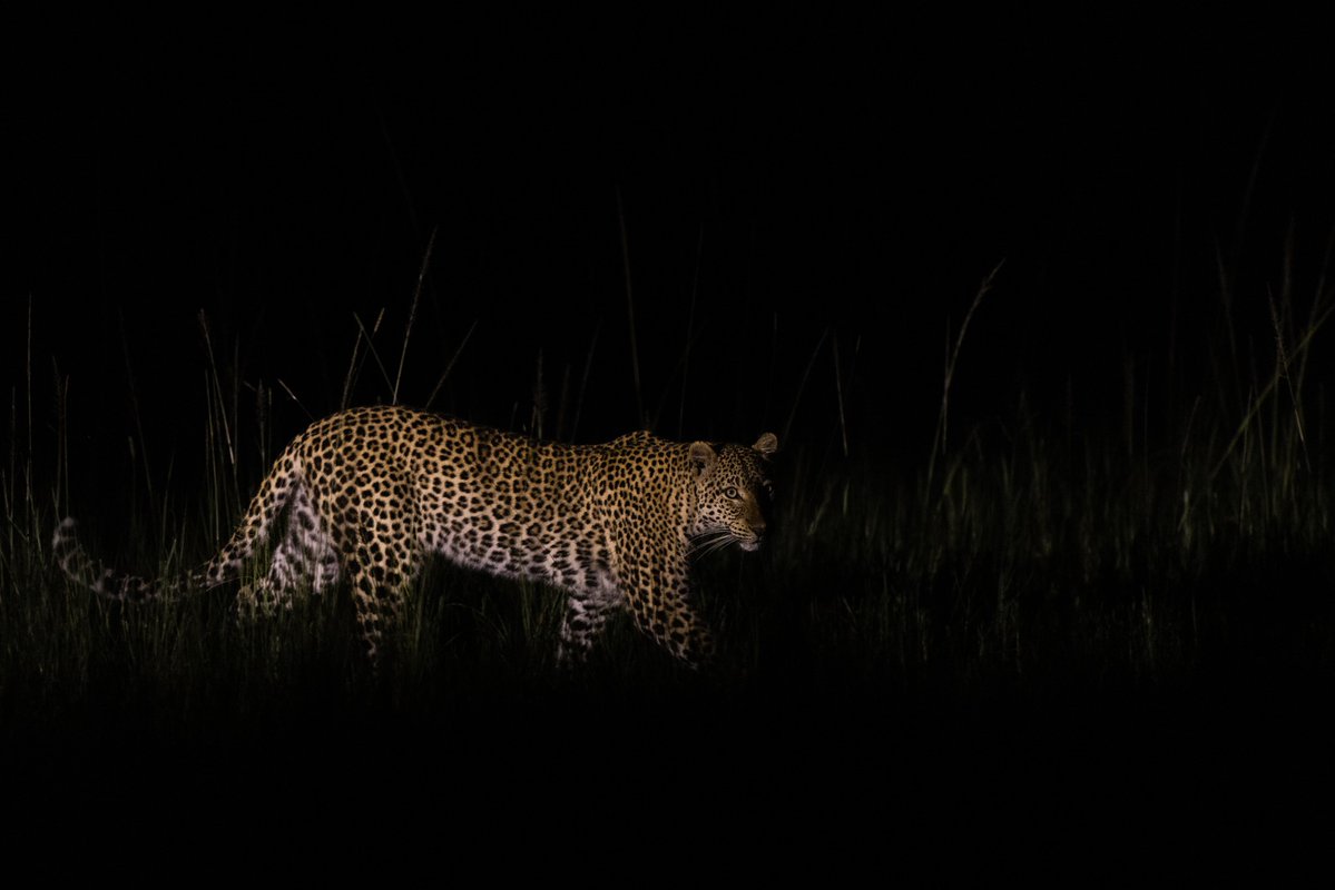 AfricanParks's tweet image. Spotted in Akagera.
The elusiveness of leopards is something of a cliché – and also a serious challenge to wildlife researchers. A recent survey in Rwanda’s Akagera National Park identified 59 individual adult leopards,with roughly equal numbers of males and females suggesting a…
