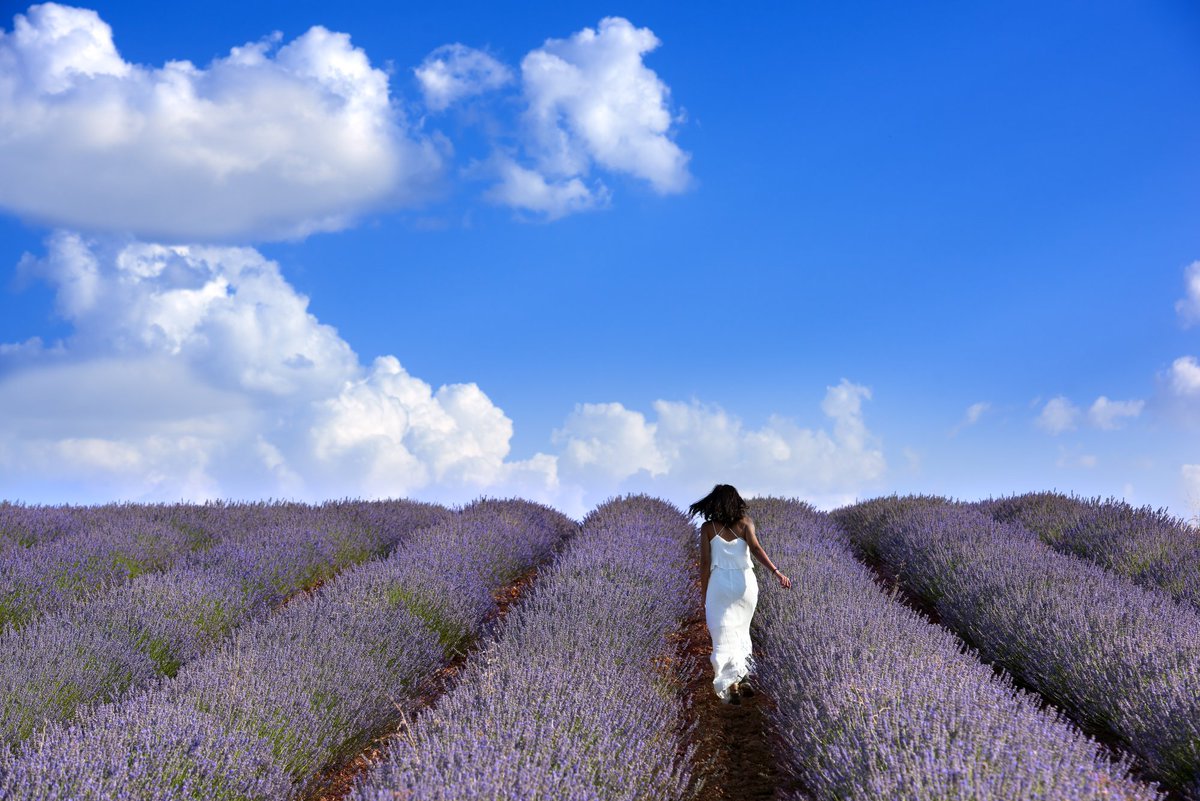 Julio en Brihuega es sinónimo de lavanda, color y aroma ✨ 
Más de 1.000 hectáreas en flor, conciertos entre campos violetas y actividades al aire libre atraen a miles de visitantes cada verano 💜 Un fenómeno turístico que transforma el paisaje y el producto local en una