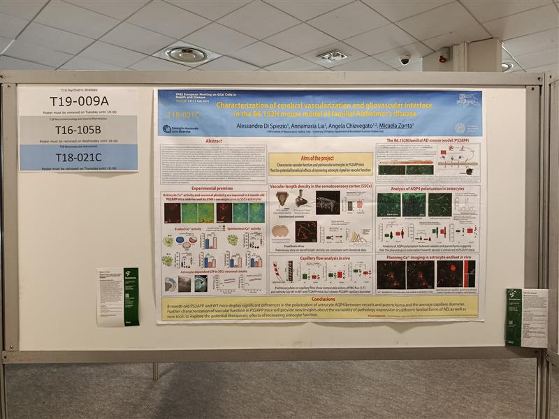 Biomol_MDPI's tweet image. 🔬 Building bridges at the XVII European Meeting on Glial Cells in Health and Disease!
Thrilled to see our Guest Editor Dr. Micaela Zonta actively engaging with researchers at GLIA 2025 in Marseille, France.