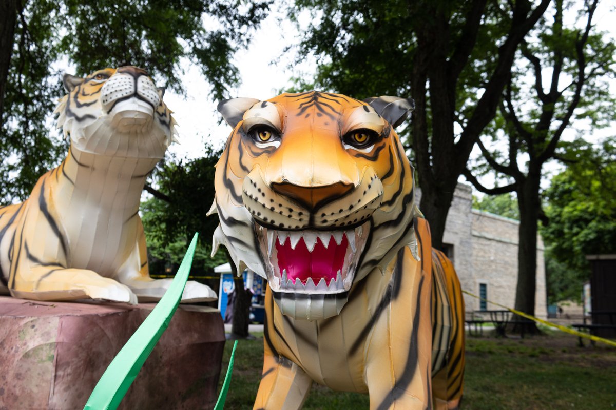 buffalozoo's tweet image. It&apos;s all coming together ✨

We&apos;re under two weeks away from the start of Zoomagination: Lantern Festival at the Buffalo Zoo on July 30, and lanterns are popping up around the Zoo!

If you think they look cool now, wait till you see them at night 😉

🎟️: bit.ly/3GwL2Qh