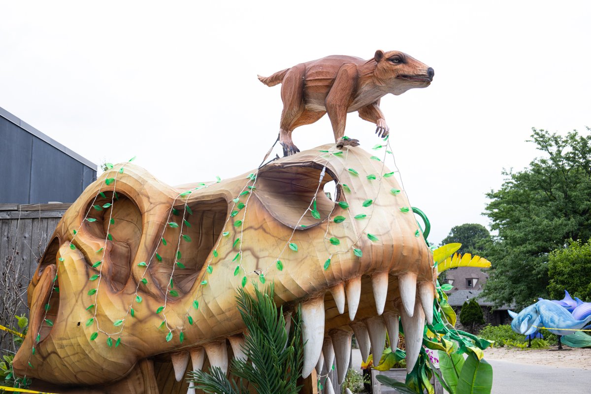 buffalozoo's tweet image. It&apos;s all coming together ✨

We&apos;re under two weeks away from the start of Zoomagination: Lantern Festival at the Buffalo Zoo on July 30, and lanterns are popping up around the Zoo!

If you think they look cool now, wait till you see them at night 😉

🎟️: bit.ly/3GwL2Qh