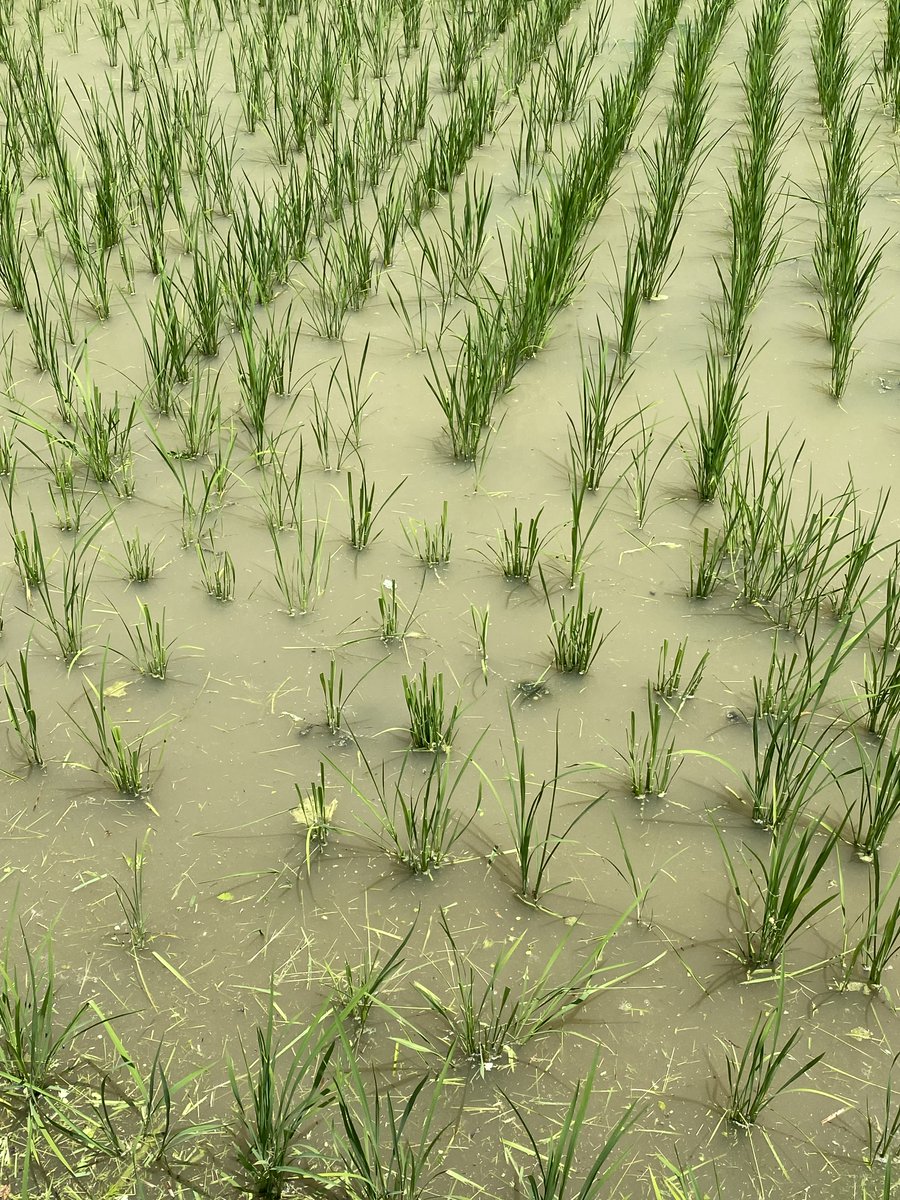 今年から復活した雑穀「たかきび（ソルガム）」栽培の続き

知人にお願いした理由は、私の研究所（市の中心部）で虫害がひどいから。今回、虫は大丈夫と聞いたんだが、彼の地域では「鹿害」がひどいとのこと。稲がすでに被害を受け始めている。

現場での難しさを実感😅