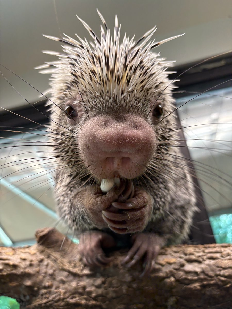 CincinnatiZoo's tweet image. Rico the porcupine 🤩 DYK: The Brazilian porcupine is an expert climber.
