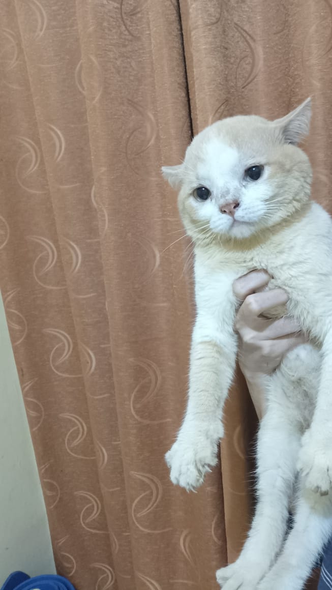__chimichi's tweet photo. angkut aja nih tukang ompol https://t.co/oUINh6RkEx