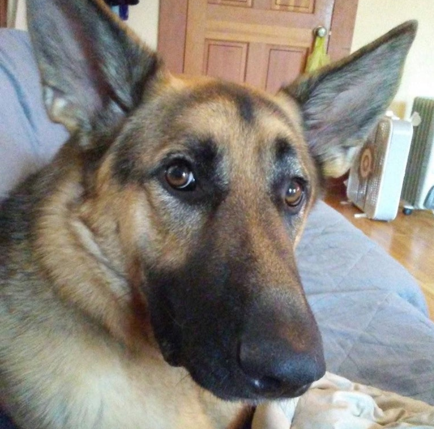 "This guy followed my wife and son home from the park. he had a chip and we found the owner lived 25 miles away from us. We returned him and the next day we received a call from the owner asking us if we wanted to keep him. Meet Boomer. 🙂" ❤