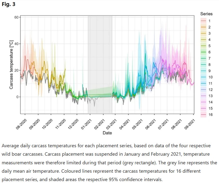 New paper on caracass decomposition implications for disease management!☠️🦠

Natural decomposition caused elevated carcass temperatures and pH changes, but neither exceeded the thresholds required to inactivate African swine fever in wild boar. 🌡️🐗

📰doi.org/10.1038/s41598…
