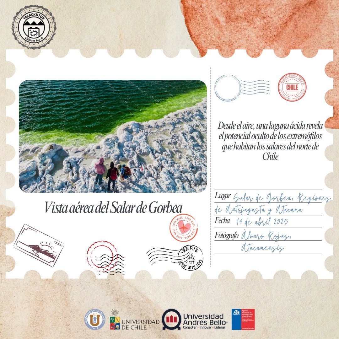 Lithium_rucn's tweet image. 🌄 ¡Bienvenid@s a una nueva entrega de nuestras #PostalesTalackutur!
📍 Sexta postal
📆 Abril 2025
🧭 Salar de Gorbea, límite entre las Regiones de Antofagasta y Atacama, Altiplano chileno (aprox. 3.900 m s.n.m.)
📷 Fotografía aérea: Álvaro Rojas (Atacamensis)