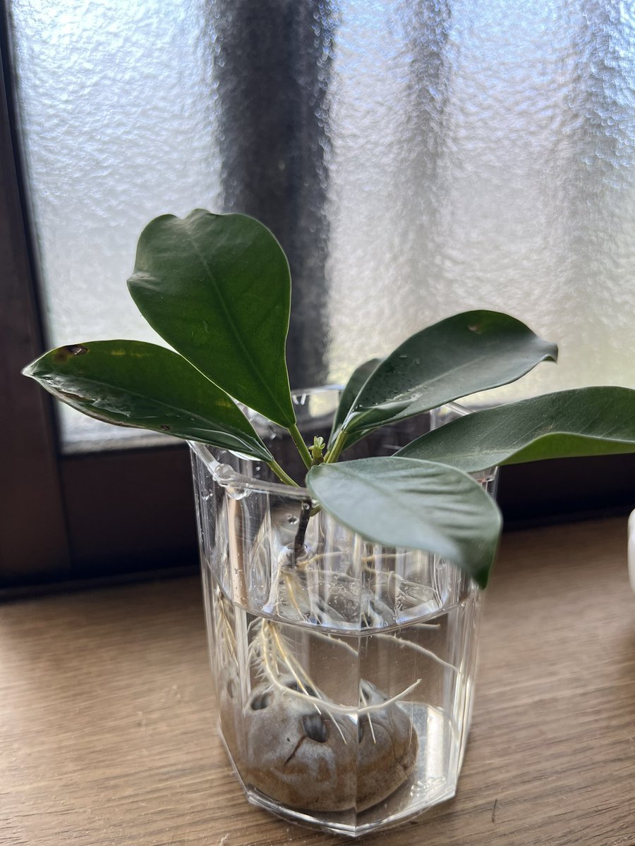 ponta_ss's tweet photo. 先日、お土産でもらった
榊の枝。
お水に入れていたら
根っこが出てきて新芽も出てき��😊
これは、大木に育てられそうかも知れません
あ、それから稲の苗ももらったんですけど
これはちょっと元気なさそうです

#榊　#稲
#お土産 https://t.co/6enaSrmeJm