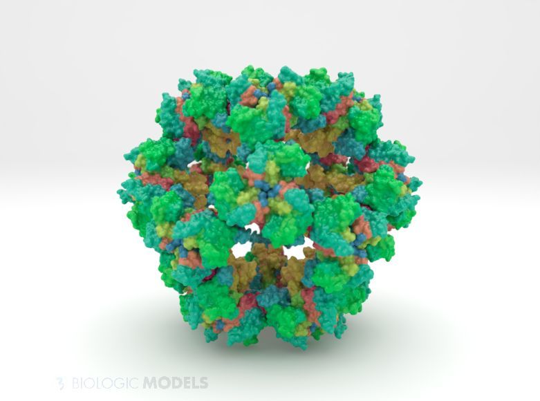BiologicModels's tweet image. The pyruvate dehydrogenase complex (PDHc) is a giant enzymatic assembly involved in pyruvate oxidation. The structure of PDHc has remained elusive due to sheer size, heterogeneity, and plasticity. Here, is a fully assembled 3D print of PHDc. buff.ly/M9vHXAS