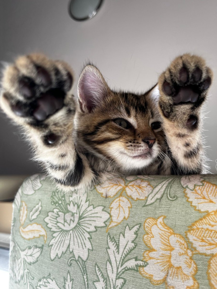GalwaySPCA's tweet image. Our three little musketeers have been neutered.
As with all our kittens, we take great care to match them with homes that suit their individual needs and personalities.
Adopt a pair (or a trio) and give them the best start possible!
#2IsBetterThan1 #SingleKittensEqualSadKittens