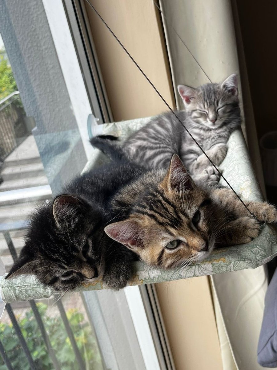 GalwaySPCA's tweet image. Our three little musketeers have been neutered.
As with all our kittens, we take great care to match them with homes that suit their individual needs and personalities.
Adopt a pair (or a trio) and give them the best start possible!
#2IsBetterThan1 #SingleKittensEqualSadKittens