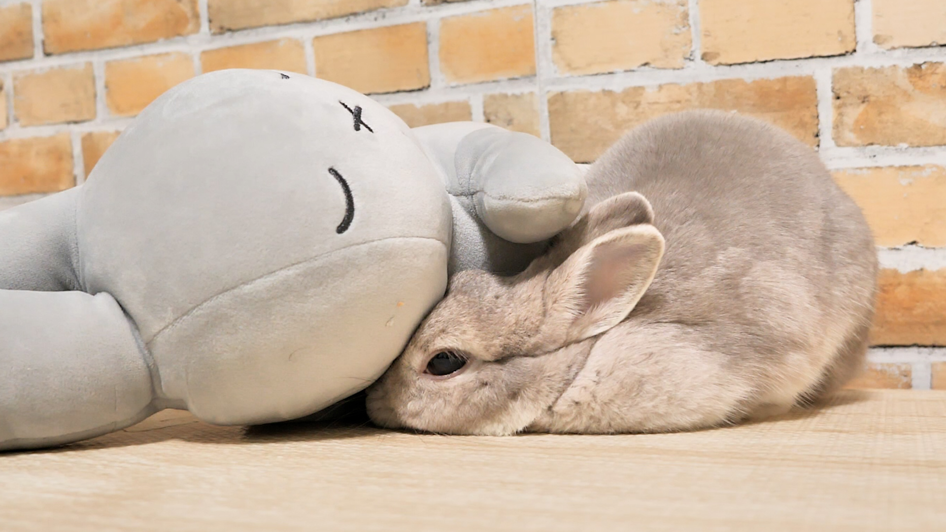 バカラのうさぎちゃん お家から出たくない時は窓から顔だけ出して頭をなでてもらう
