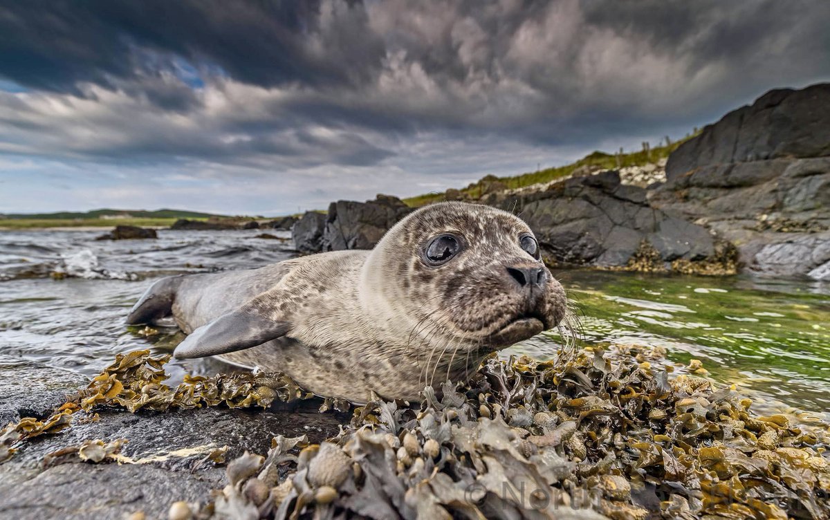 Northcoast Nature (@ncoastnature1) on Twitter photo Common seal pup. Rathlin Island. Co Antrim. <a href="/mcaleese_anne/">YpamAnnie</a> <a href="/barrabest/">Barra Best</a> <a href="/linzilima/">Linzi Lima</a> <a href="/WeatherAisling/">Aisling Creevey</a> <a href="/JakkiMoores/">Jakki Moores 📸</a> <a href="/CanonUKandIE/">Canon UK and Ireland</a> <a href="/_Stickybeak/">Rathlin Stickybeak</a> Common seal pup. Rathlin Island. Co Antrim. <a href="/mcaleese_anne/">YpamAnnie</a> <a href="/barrabest/">Barra Best</a> <a href="/linzilima/">Linzi Lima</a> <a href="/WeatherAisling/">Aisling Creevey</a> <a href="/JakkiMoores/">Jakki Moores 📸</a> <a href="/CanonUKandIE/">Canon UK and Ireland</a> <a href="/_Stickybeak/">Rathlin Stickybeak</a>