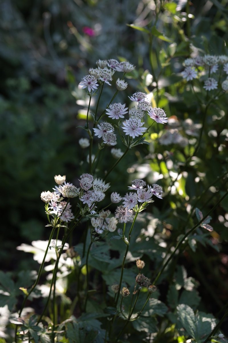 a1isonmoore's tweet image. Astrantia in the shade in #mylittlegarden
#FlowersOnFriday