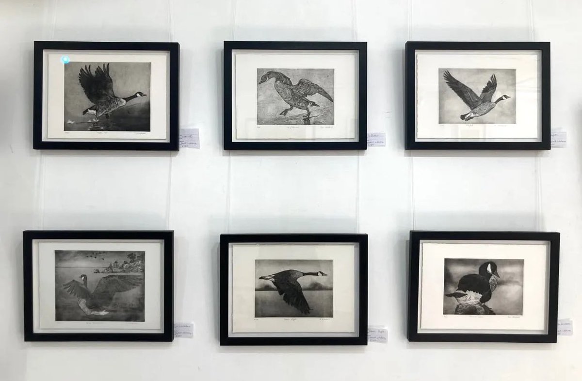 Love birds and wildlife? Don’t miss Tim Mitchell’s stunning prints, on show now at our gallery until 3 Aug! <a href="/greenwichmkt/">Greenwich Market</a> <a href="/Greenwichprints/">GreenwichPrintmakers</a> #printmaking #intaglio #etching #aquatint #london #bird