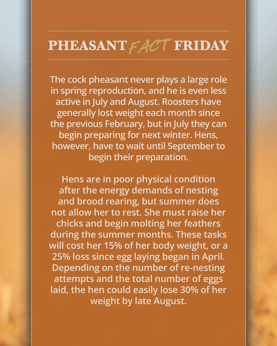 Pheasant Fact Friday! 

The cock pheasant never plays a large role in spring reproduction, and he is even less active in July and August. Roosters have generally lost weight each month since the previous February, but in July they can begin preparing for next winter. Hens,