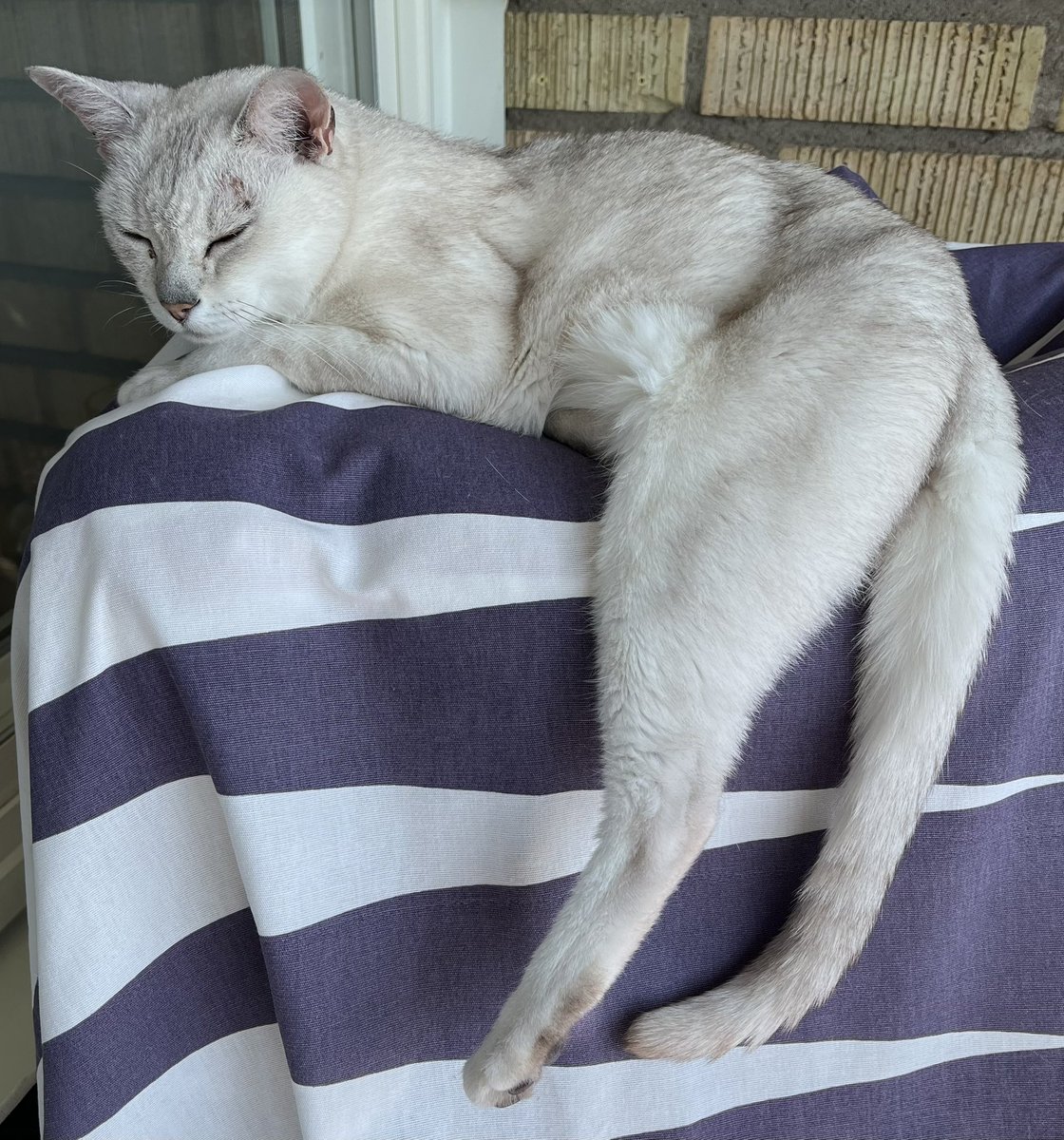 jarrac's tweet image. It's so hot outside, that the cat is melting... 🤭😻
#cats #CatsofTwittter #puck