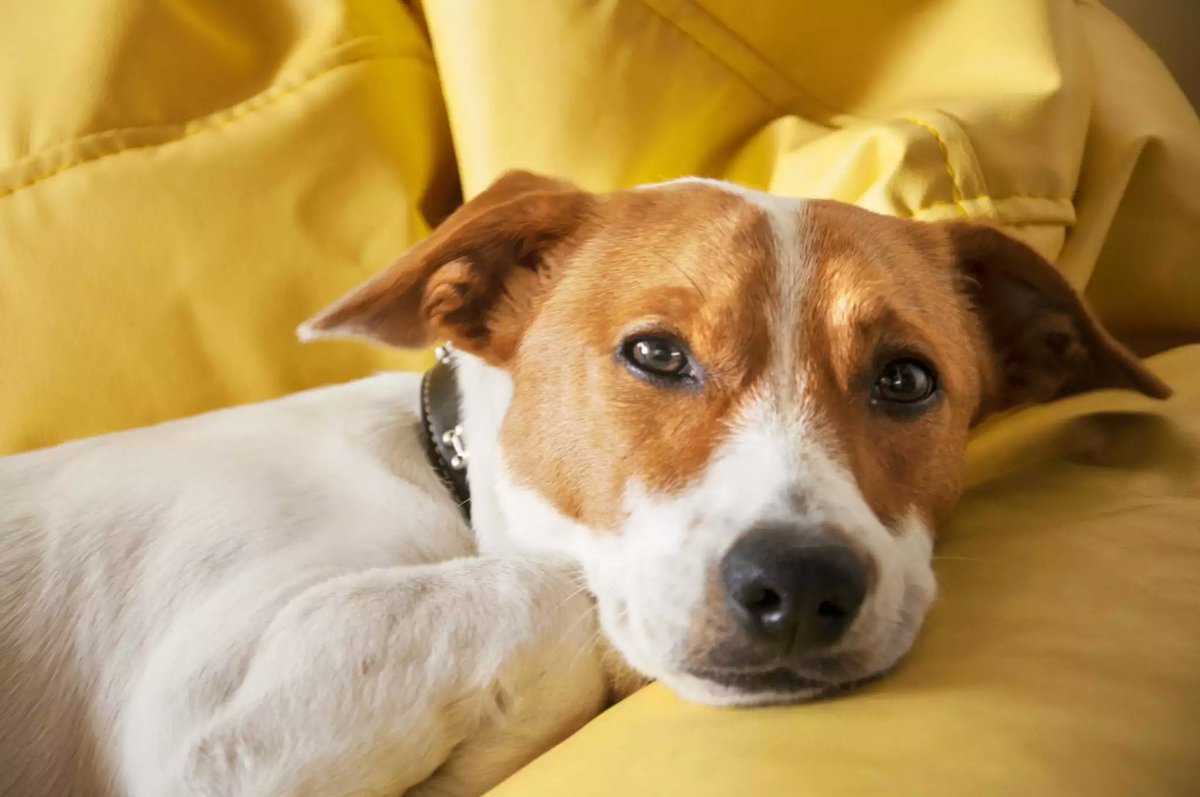 doginsightlab's tweet image. Not every limp needs a vet.
Not every bad poop means disaster.
But if you’re watching your dog and thinking: "Something’s off.."
Trust that.
➜ Sudden behavior change
➜ Ongoing lethargy
➜ Pain signals
➜ Gut issues > 48 hrs
You don’t need proof to ask for help.