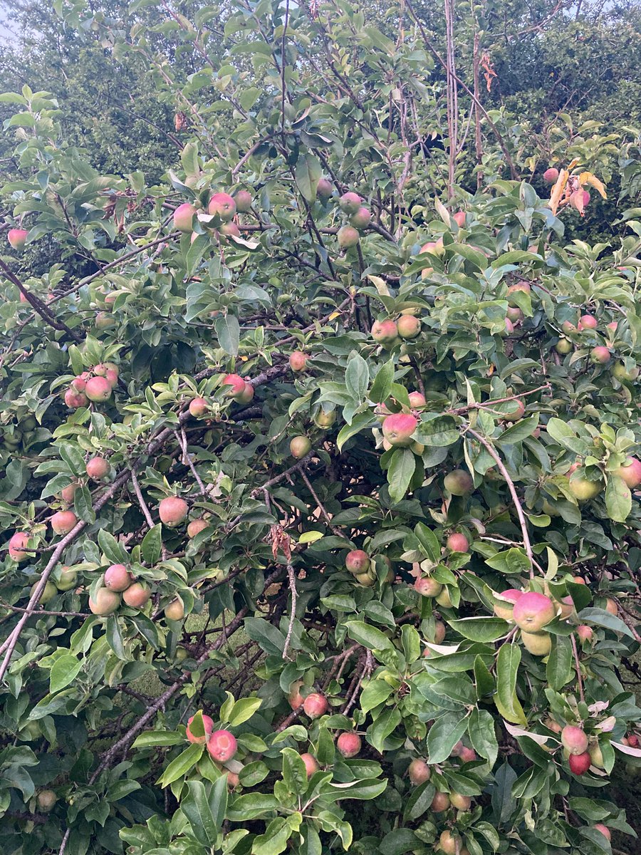 Apple tree as reliable as ever 🍎☺️
