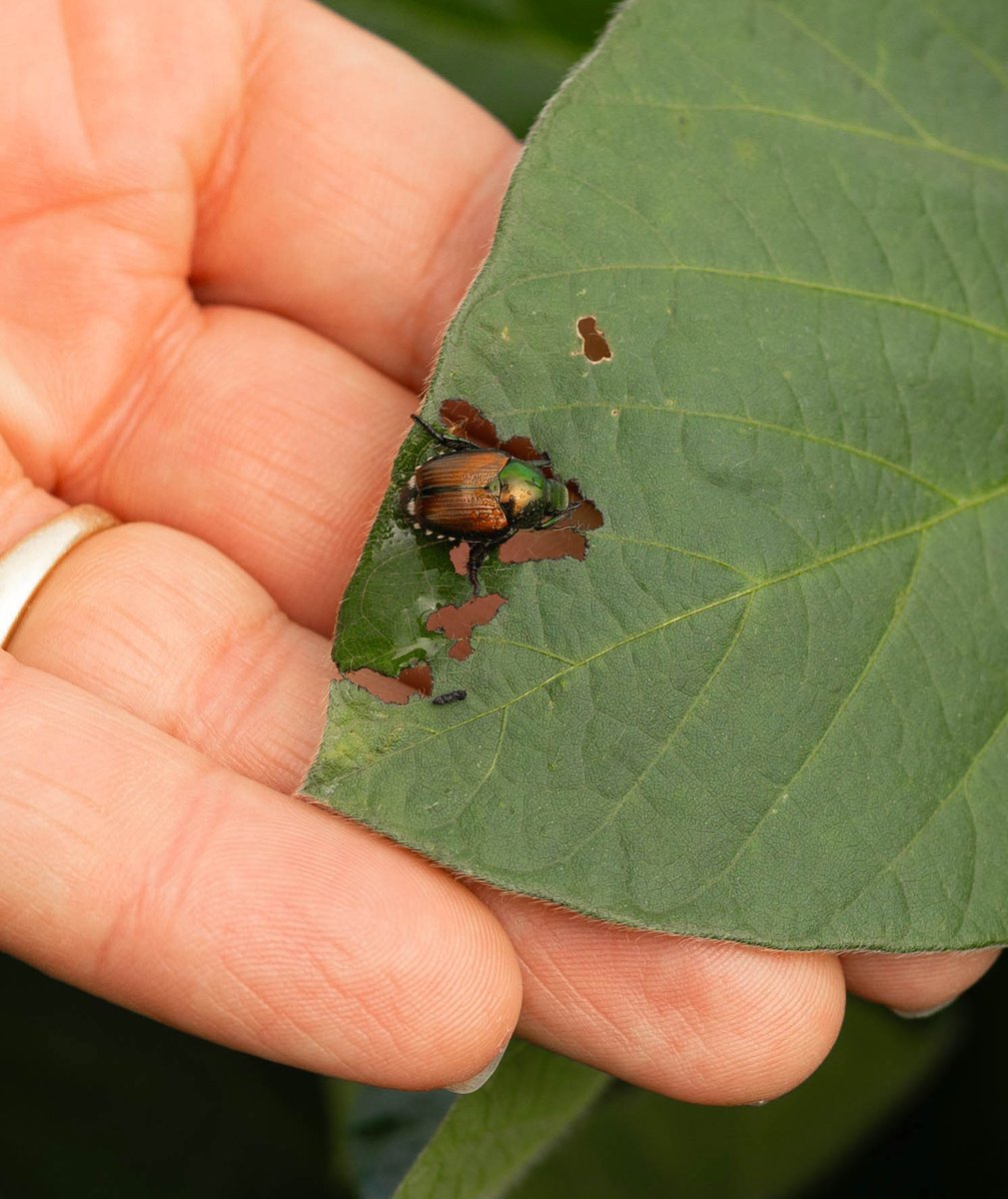 Agronomists are reminding farmers to continue scouting for mid-season pests 🐞 and be aware of disease that may warrant a fungicide 🦠 application. Hear more from agronomists in your part of the state ▶️ hubs.li/Q03xQwX30

Funded by the soybean checkoff.