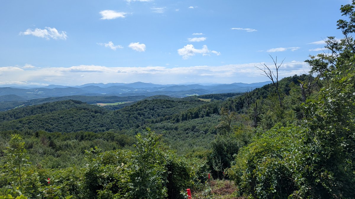 TheStyrian's tweet image. Schön isses ja im Wienerwald, aber dieses Jahr ist alles so unglaublich zugewachsen, wir Einheimischen sagen nicht Waldlauf, wir nennen es heuer Dornenslalom.