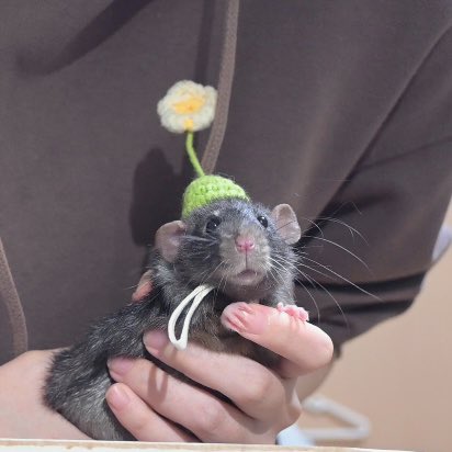 rat_lemon042008's tweet photo. この子ほんとに顔ちゅるちゅるで可愛い🫧

#ファンシーラット https://t.co/n4T1eJeykA