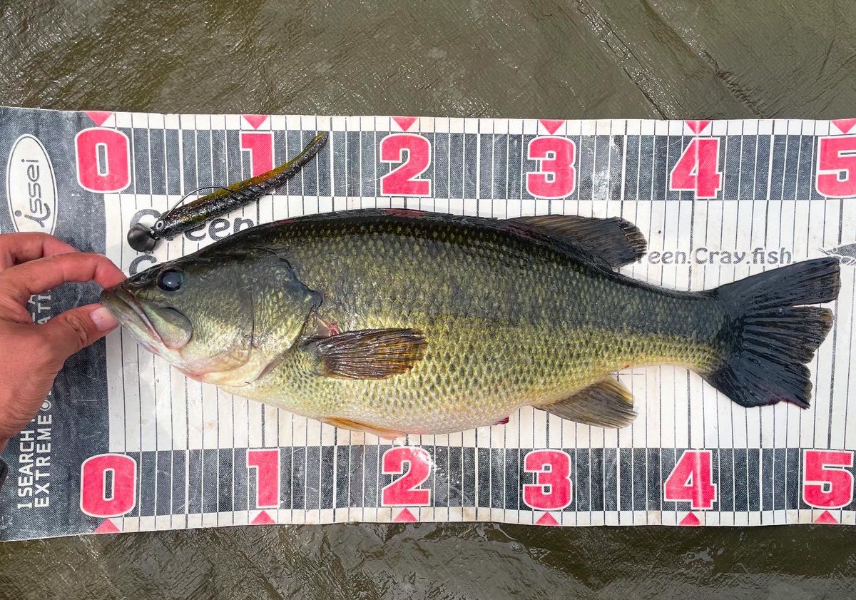 村上晴彦 - Search / X