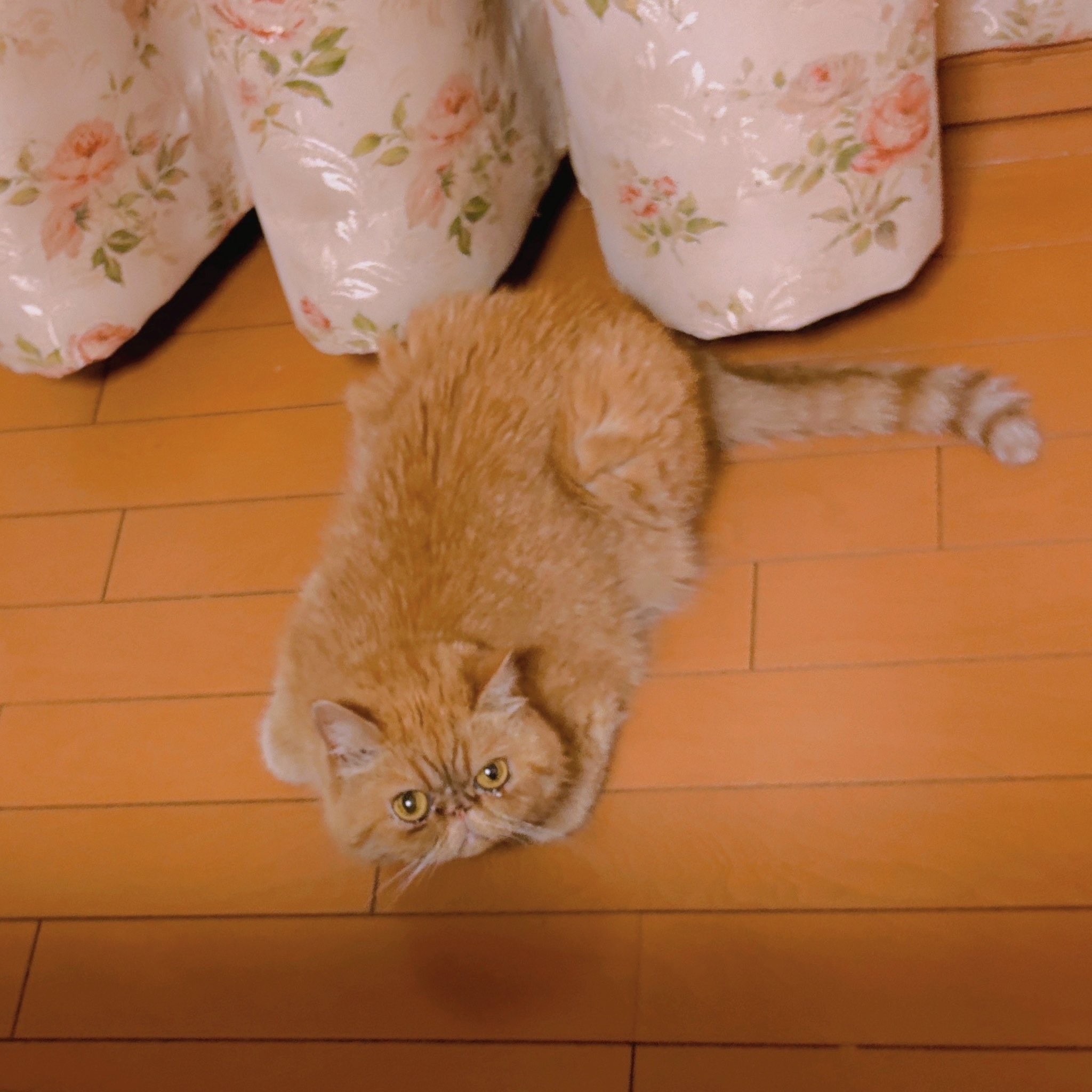 ❁ねこ❁ 瑞秀on X: 