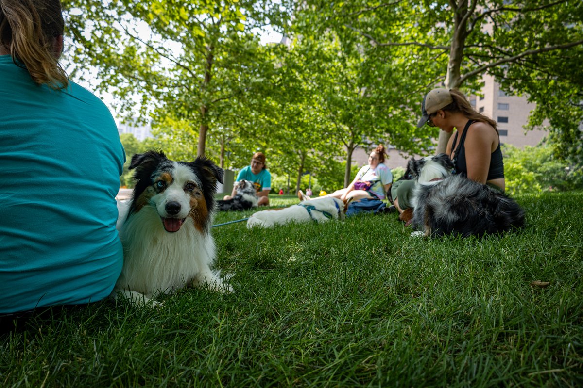 GatewayArchSTL's tweet image. Your pup deserves a latte love this weekend. ☕🐾 And I've got it at my park this Sunday!
I'll see you at 10 a.m. for the B.A.R.K. Ranger Puppuccino Crawl. Bring your doggos, grab a pup cup and enjoy a guided stroll around the national park grounds. It’s a great way to start…