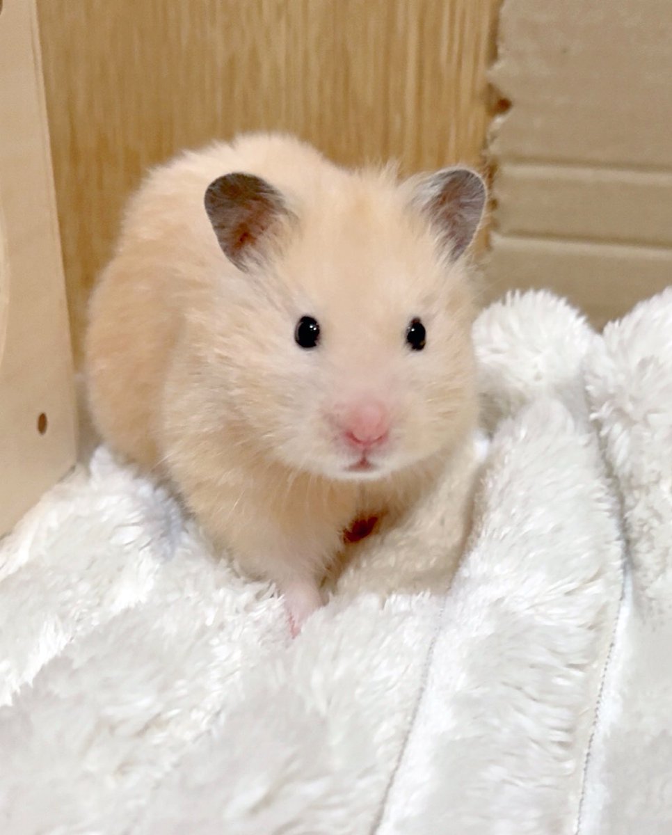 o3o2_sss's tweet image. 