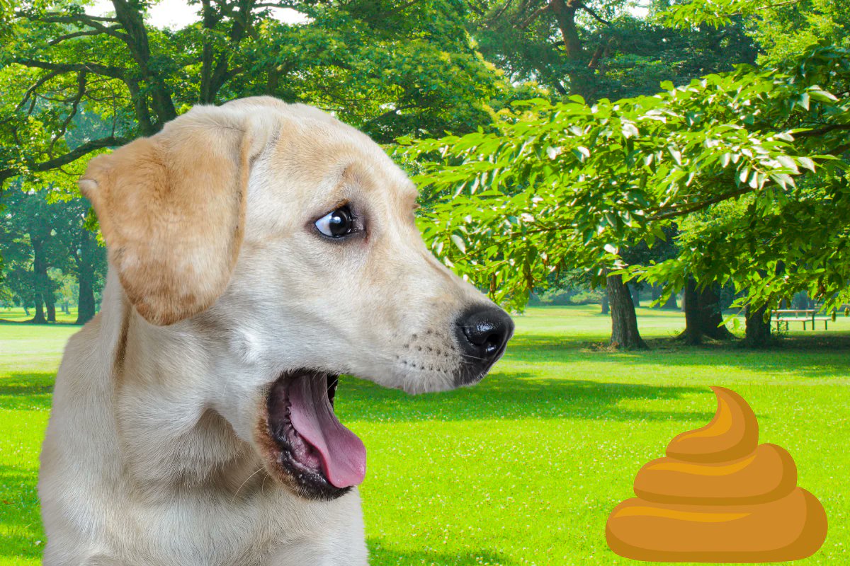 doginsightlab's tweet image. You’ve picked up a thousand poops. But few treat it like what it is: A vital diagnostic window.
➜Stool quality should be logged, not guessed.
➜Sudden change? Bag it, refrigerate, bring it in.
➜Multiple soft stools? It’s not "just something they ate."
Poop is the nervous…