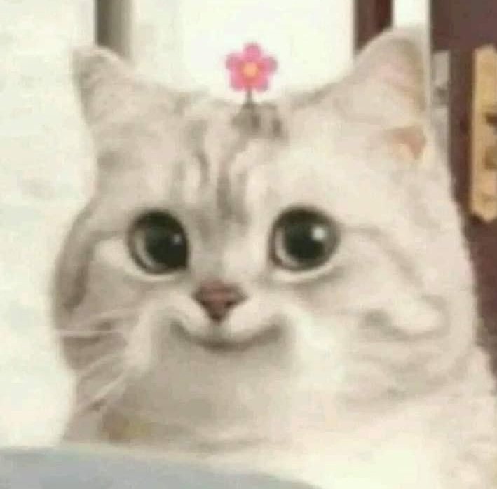 •ᴗ•