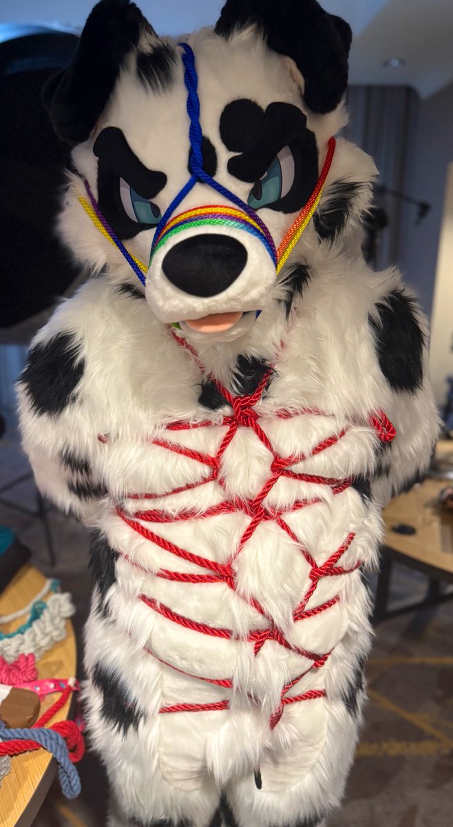 foxeuphoria's tweet image. A little tied up this #FursuitFriday!
🪡: @mixedcandy
🪢: @shibarki