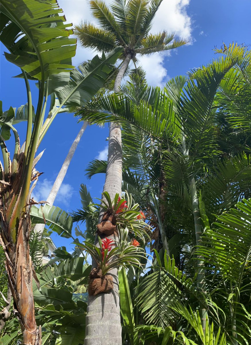 PartyInKeyWest's tweet image. Blue skies, palm trees, and sunshine. The perfect Friday. #fridayfunday #keywest #goodmorning 
 @pierhousekw #pierhousekw 

More: PartyinKeyWest.com/wp/
Follow us: @PartyInKeyWest
Hashtag us: #PartyInKeyWest