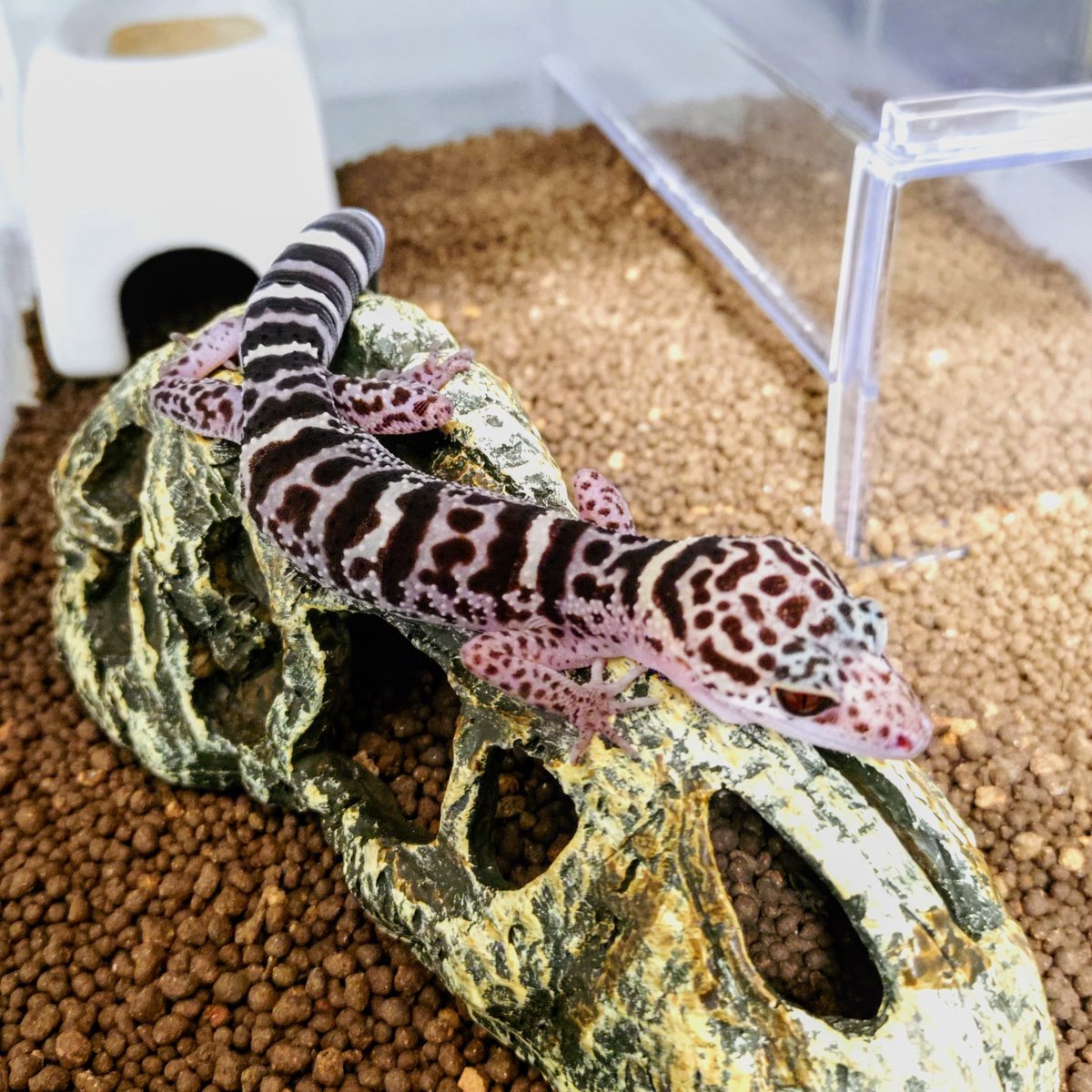 wanted_to_pet's tweet image. 最近は恐竜の上で寛ぐのがお気に入りのシャンプー🦎
神経質そうだけど、国内CBなのですごい飼いやすい👍
#チョーイトカゲモドキ