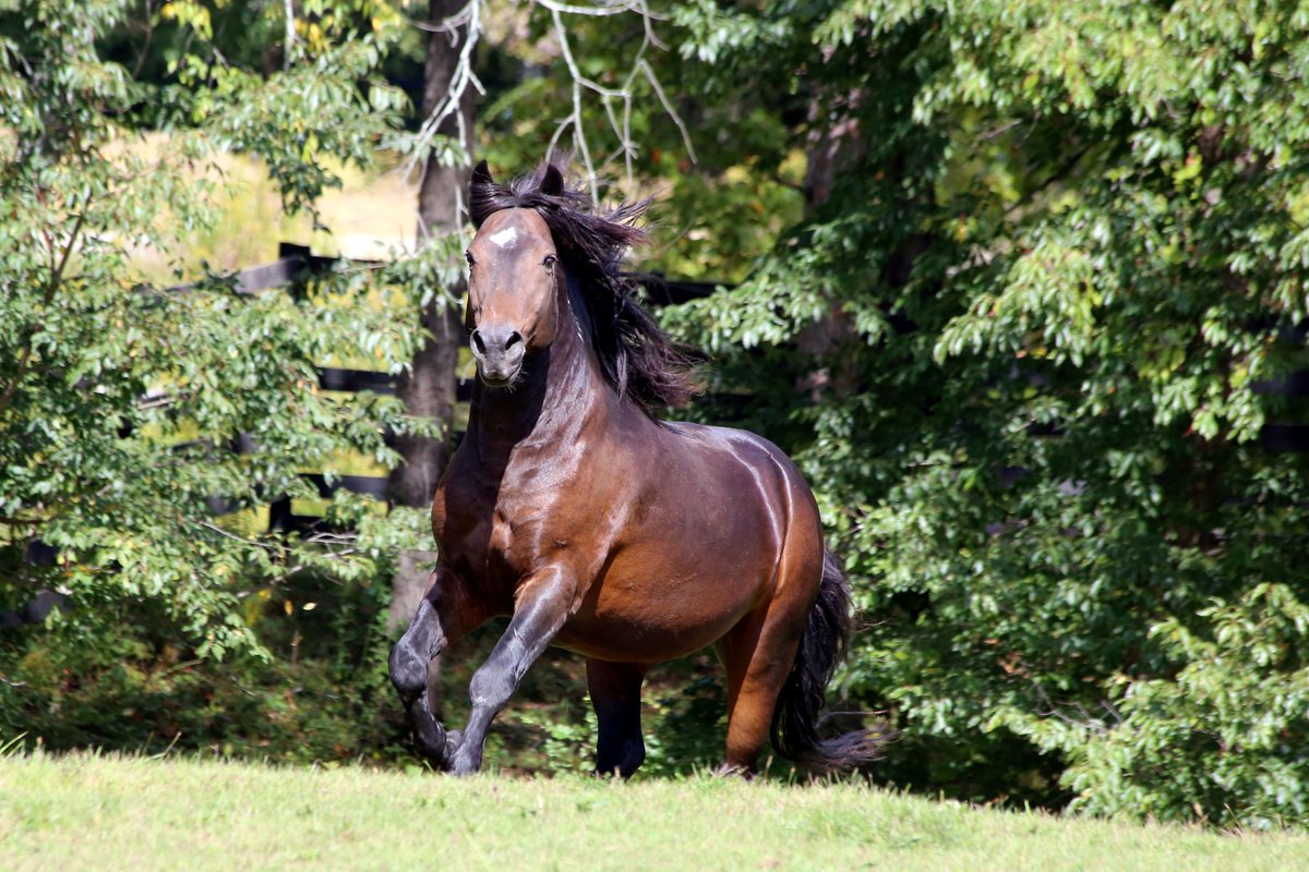 “The Call of the Wild” for America’s Wild Horses and Burros was heard in Washington, but the fight continues.

Read EA President Susan Wagner's full message: equineadvocates.org/the-fight-cont…