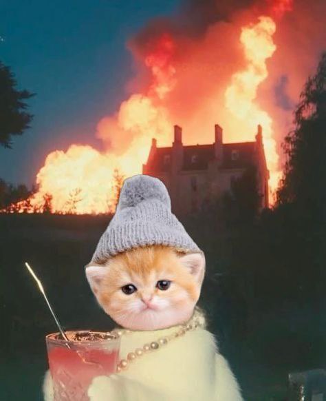 KWIFOG's tweet image. Friday is prep day
Prep for stocking up on treats, milk and cat nip for what’s to come
Gotta start working up my plans now for the weekend
Might go out, but mom caught me last time I snuck out…..any suggestion?
Wait I’m a kitten, I got this
ZOOOOOMMMMM