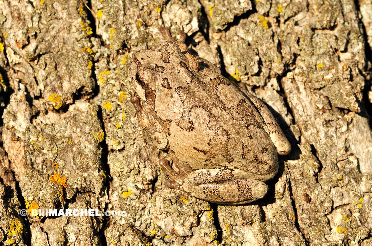 A Gray Treefrog demonstrates remarkable cryptic coloration against the bark of a bur oak. They are Nature’s Masters of Camouflage.