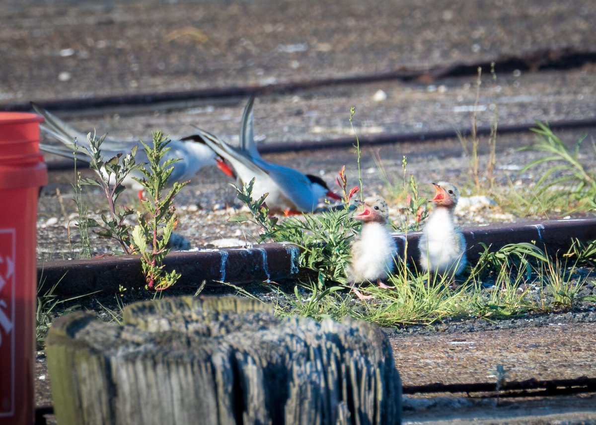 Hoboken_FBW's tweet image. Good news! This spring, a colony of migratory common terns, 34 in number, safely returned to a Hoboken pier and are building nests, mating and laying eggs 🐣
#ourtern #hobokenwaterfront #biologicalresiliency